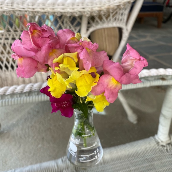 Meet your Posher, Talty - Picture 1 of 1